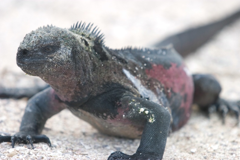 Marine Iguana