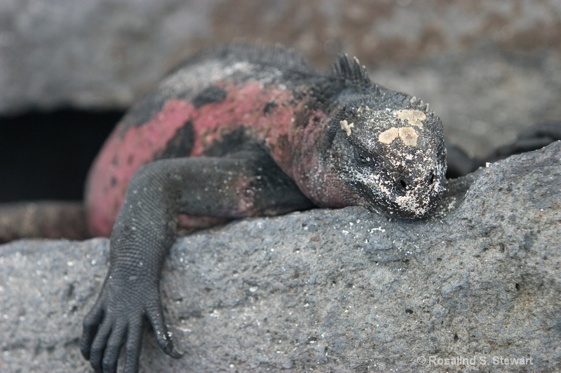 Marine Iguana
