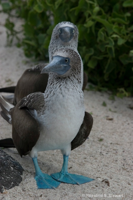 Blue Footed Boobies