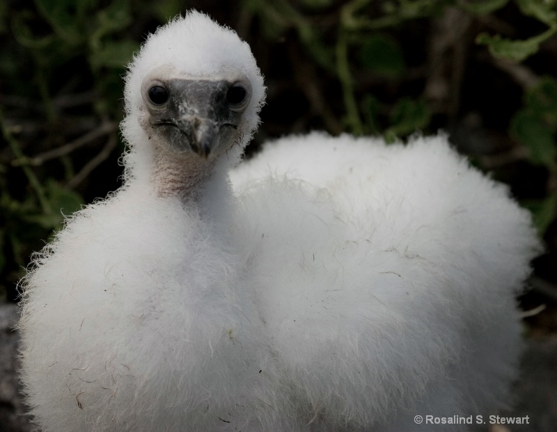 Nazca Booy Chick