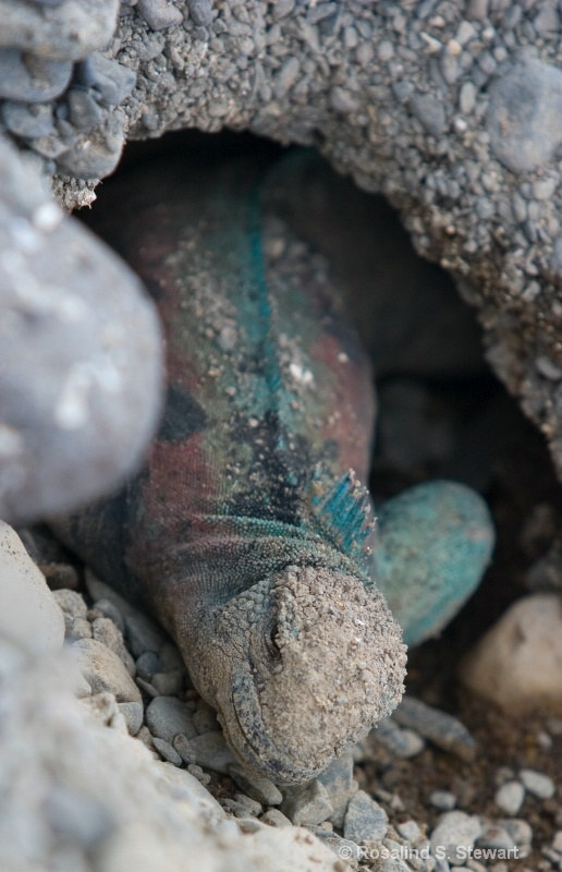 Marine Iguana in Burrow
