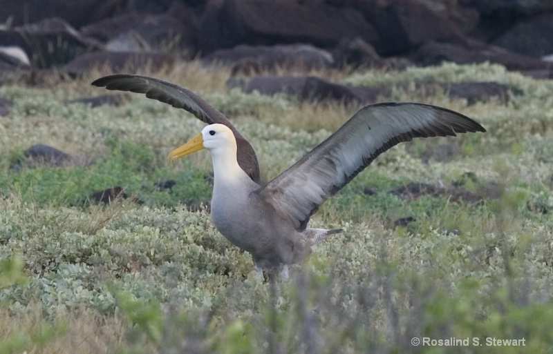 Waved Albatross