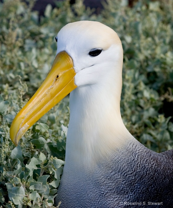 Waved Albatross