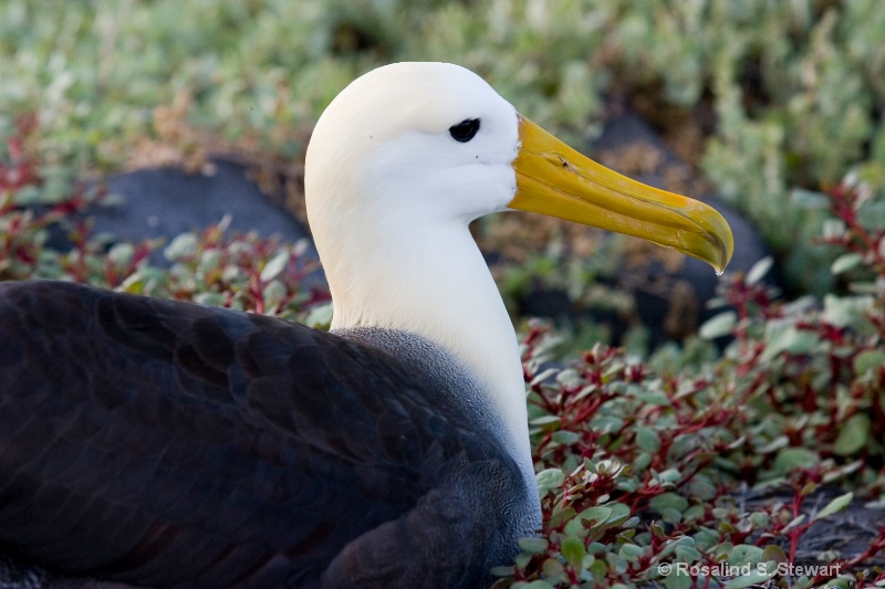 Waved Albatross