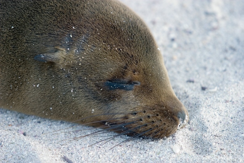 Sleeping Sea Lions