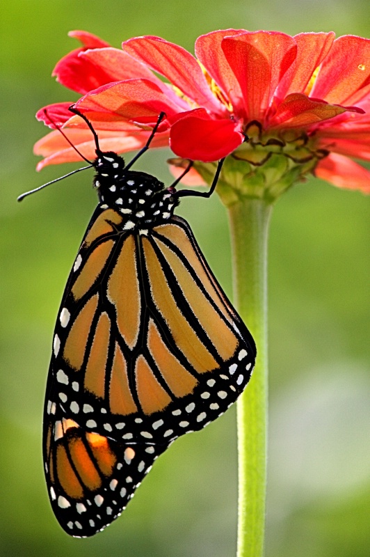 The Zinnia and The Butterfly