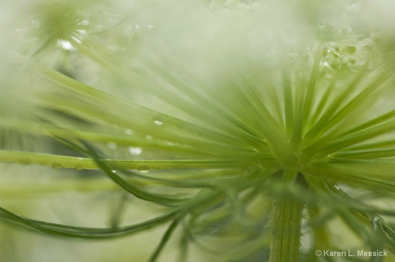 Queen Anne's Lace