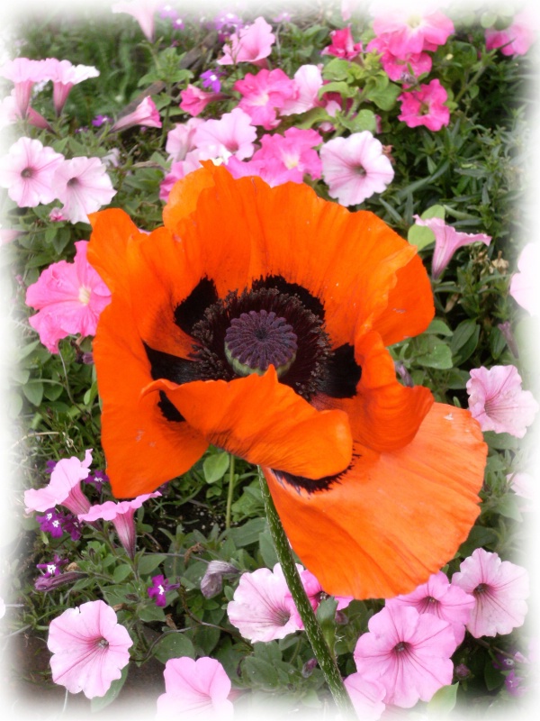 Poppy with Pink Petunias in Aspen