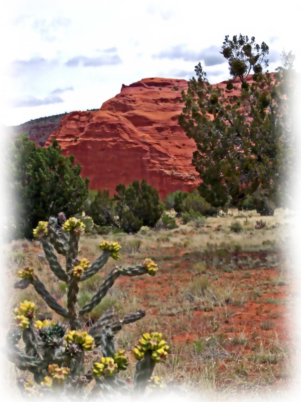 Red Rocks and Cactus at Jemez, NM