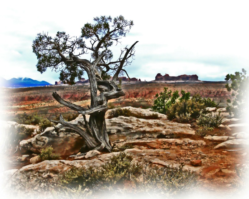 Arches National Park Landscape, UT