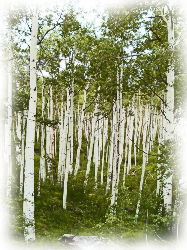 Aspen in Aspen