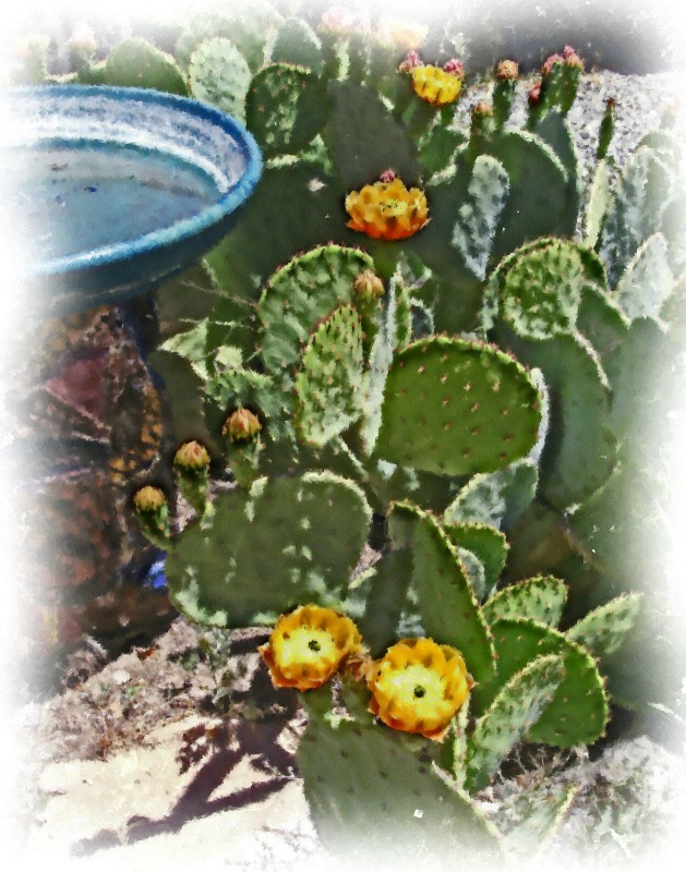 Pear Cactus in Madrid, NM