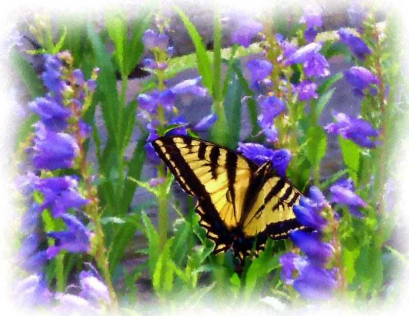 Abiquiu Swallowtail in Purple flowers