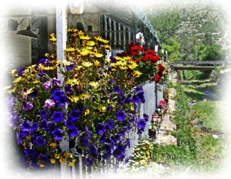 Flowers by the Creek, Morrison, CO