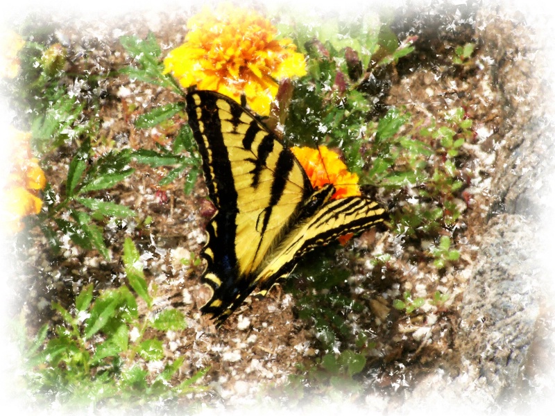 Abiquiu Swallowtail in Yellow flowers