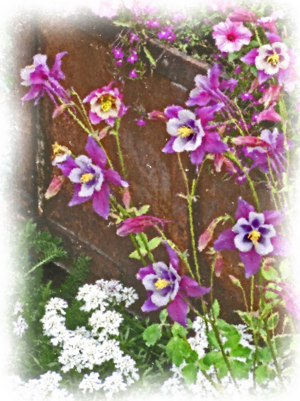 Columbine in Aspen