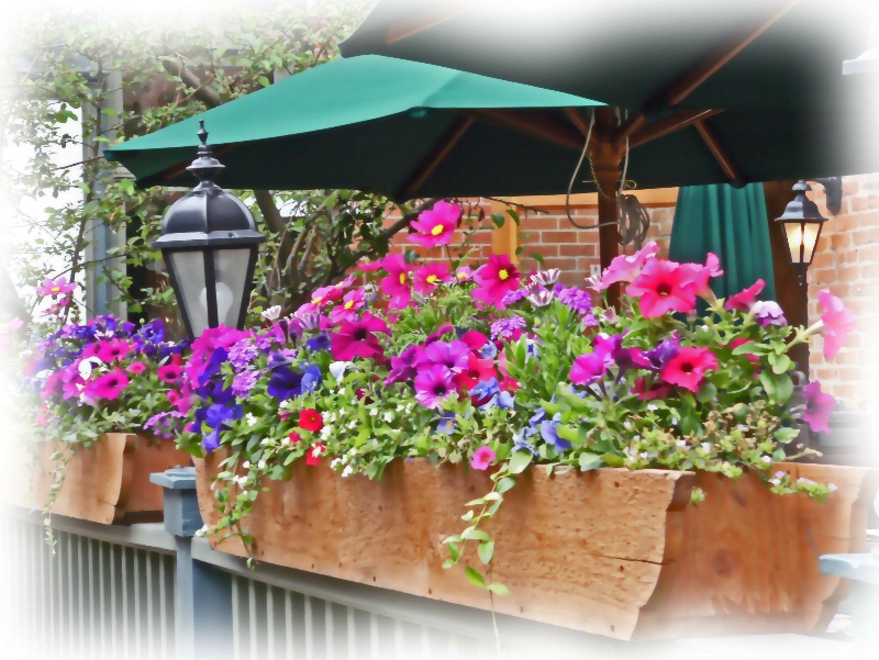 Aspen Patio Petunias