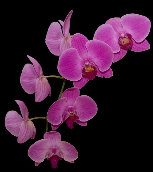 Orchid No': 734