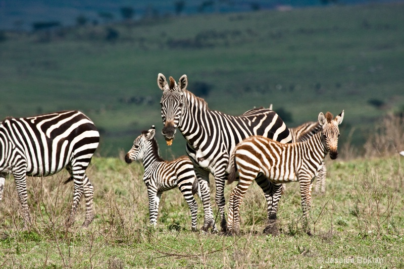 Zebra Family