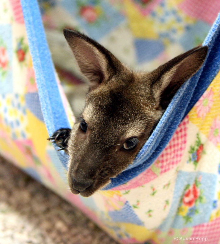 A baby joey