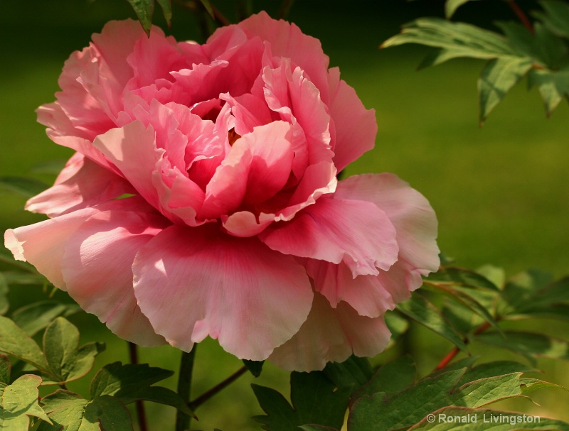 Peony Pride