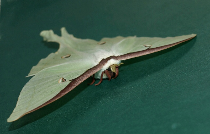 LUNAR MOTH