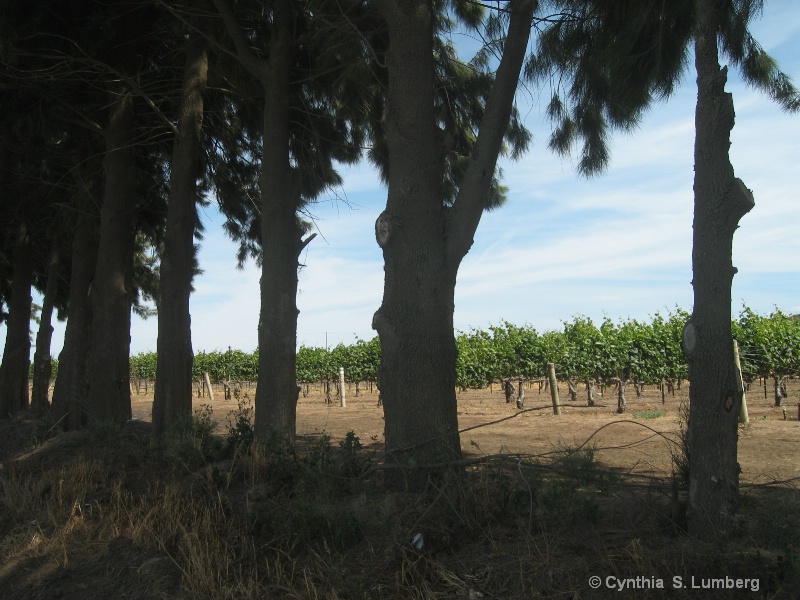 Fruit of the vine, work of human hands.