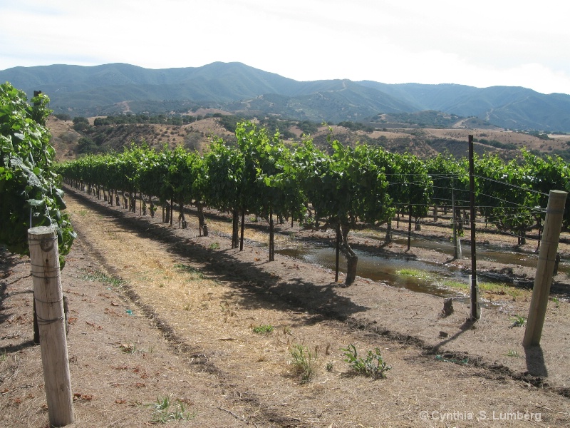 Fruit of the vine, work of human hands.