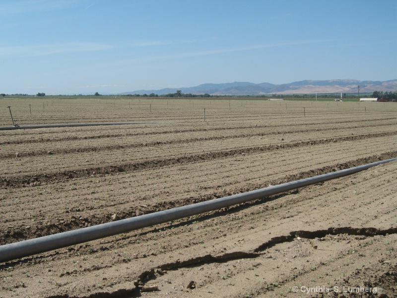 Farmland in Soledad