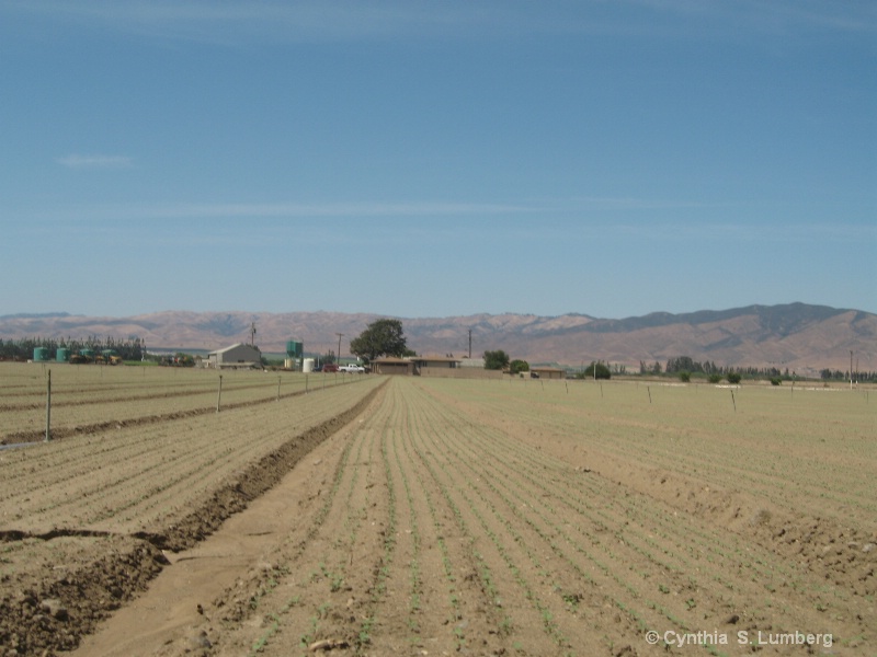 Farmland in Soledad