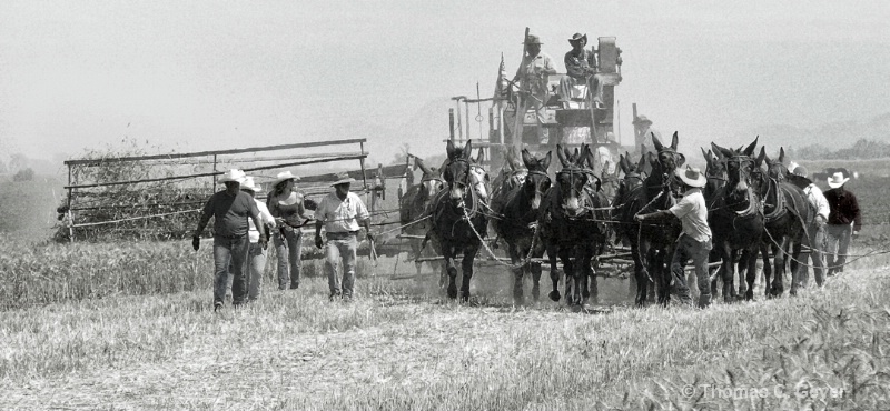 27 mules