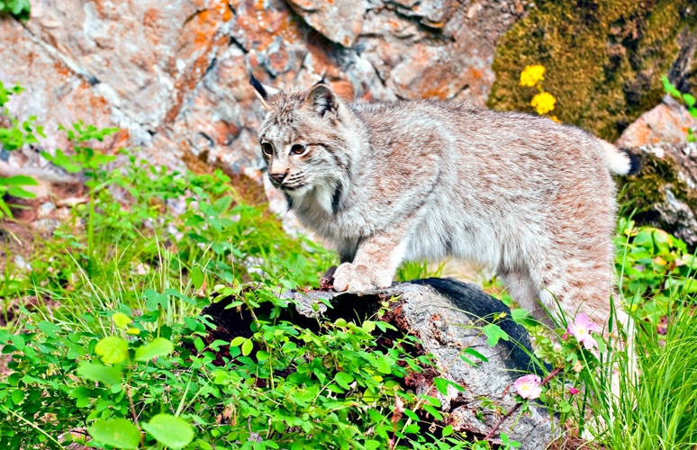 Lynx