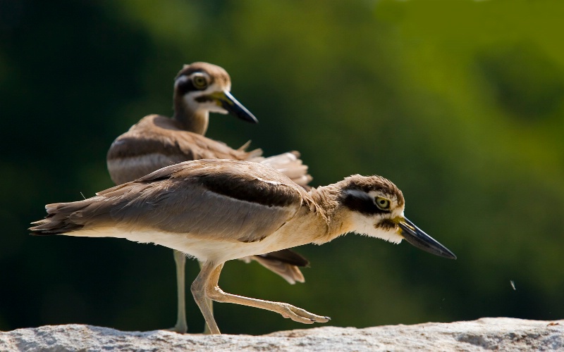 Stone Plovers 