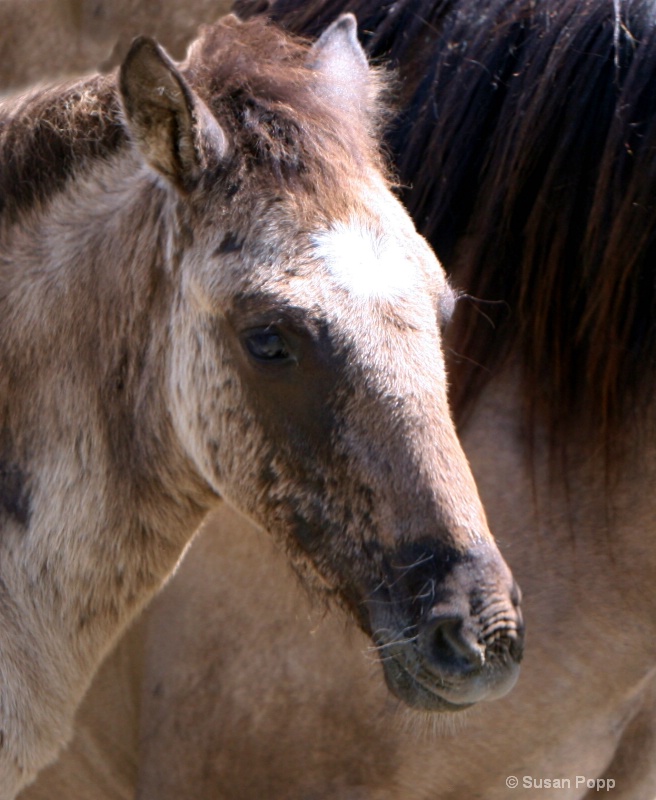 Face of a Spanish Foal