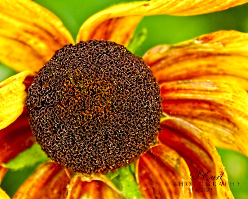 August Sunflower, Struga, Macedonia