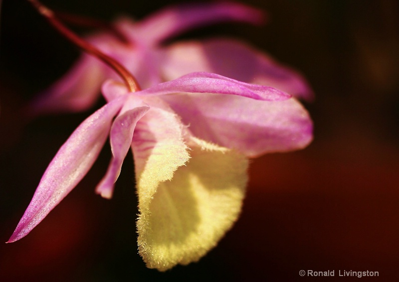 Orchid in Pink