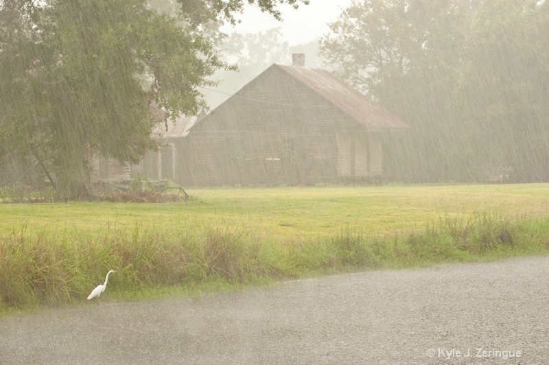 Cattle Egret, Sugar Plantation