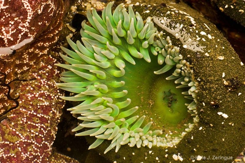 Anemone in Tide Pool