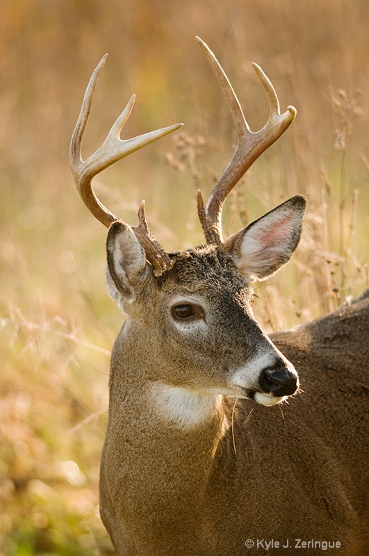 White Tail Deer