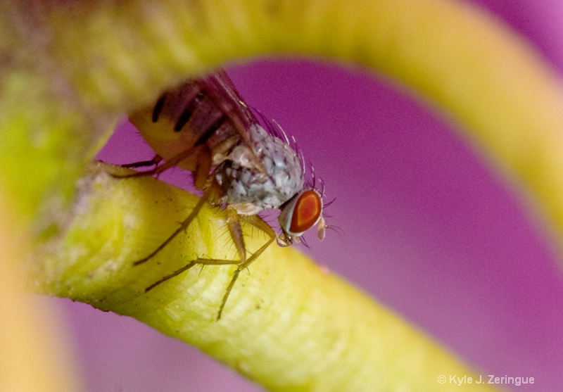 Flesh Fly on Rhododendron