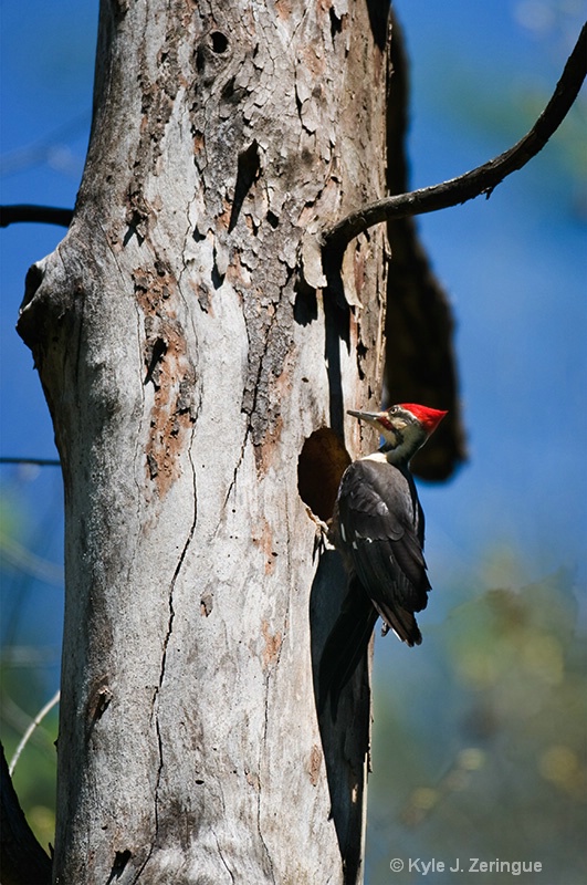 Pileated Woodpecker