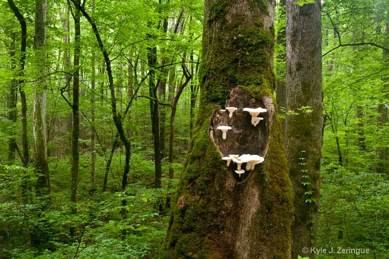 Mushrooms on Tree