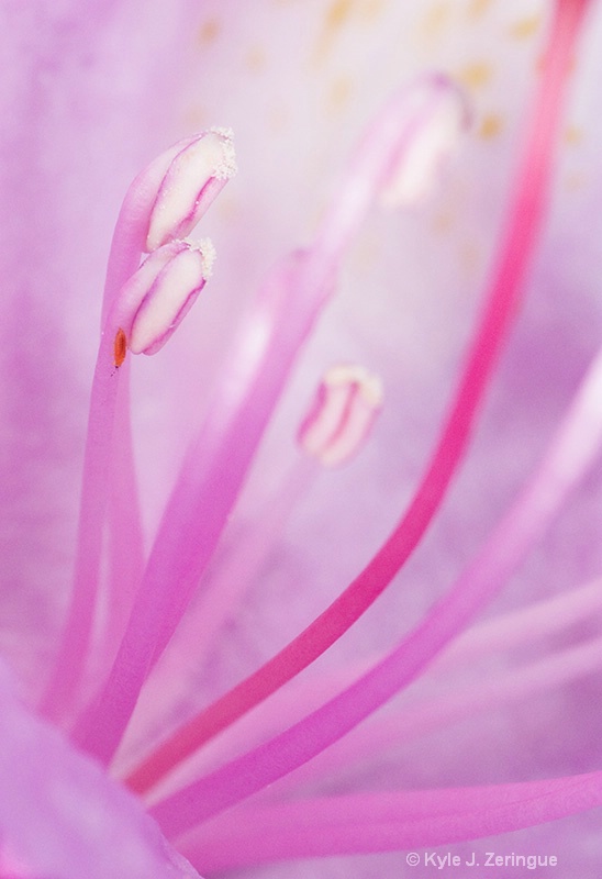 Catawba Rhododendron-2