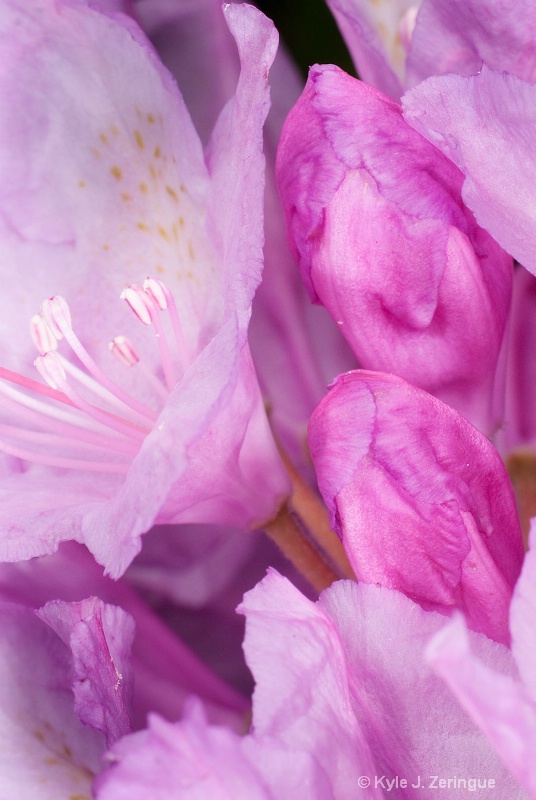 Catawba Rhododendron Buds