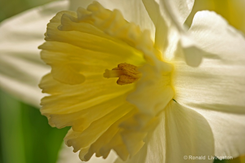 Backlit Beauty