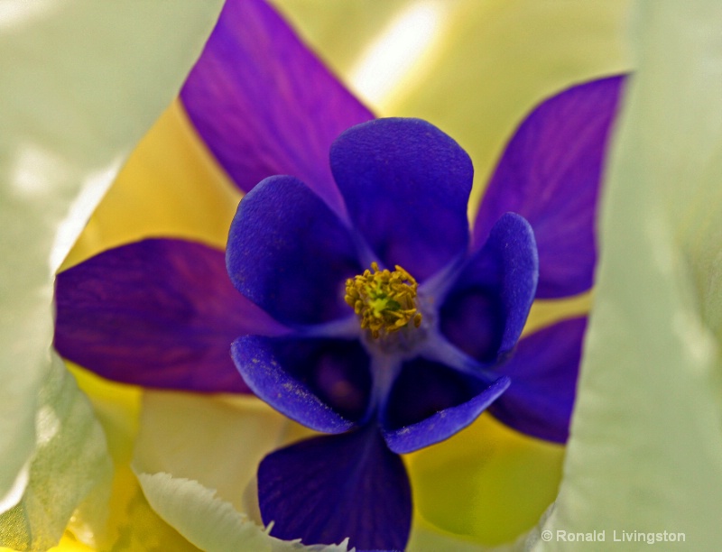 Columbine Still Life