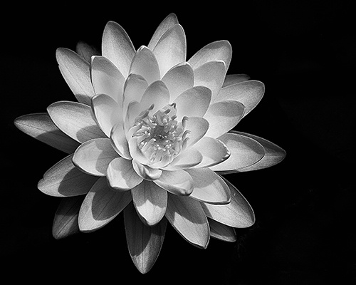 b&w waterlillie