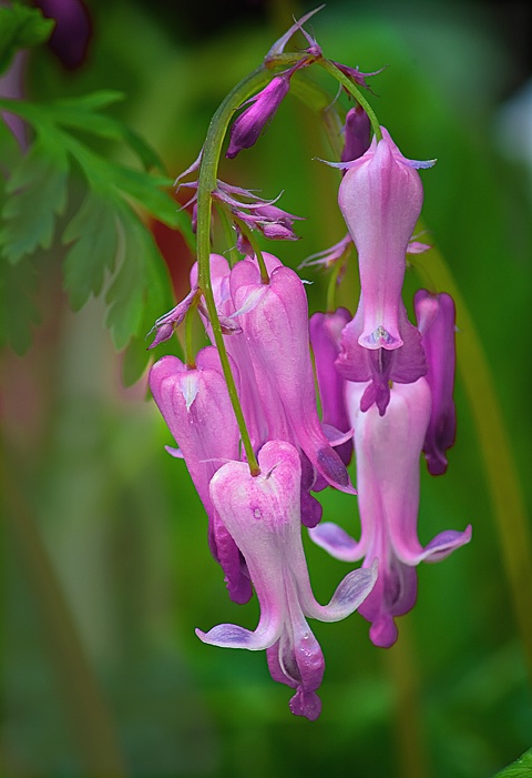 Wild Bleeding Hearts