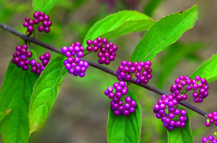 American Beauty Berry