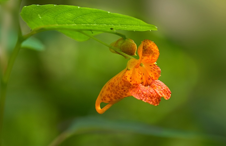 Jewel Weed